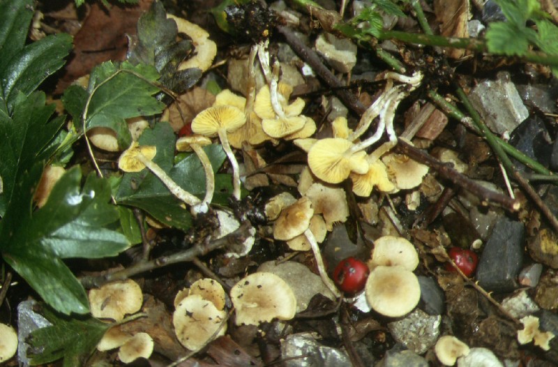 Funghi gregari....